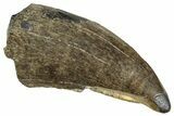 Megalosaurid Dinosaur (Afrovenator) Tooth - Niger #241142-1